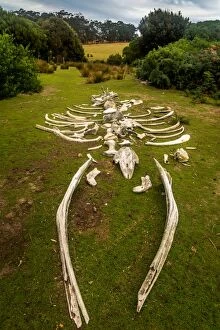 Whales Collection: Whale skeleton at Maria Island, Tasmania