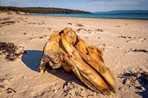 Whales Collection: Whale skull at Coocks Beach, Freycinet National Park, Tasmania