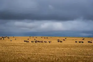 Wheatbelt region scenery