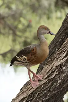 Phil Copp Photography Prints: Whistling Duck