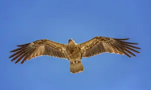 Blue Background Prints: Whistling Kite -Haliastur sphenurus- in flight, Northern Territory, Australia