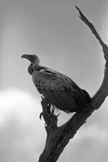 South Africa Prints: A White-backed Vulture Resting on a Branch at Kruger National Park, South Africa