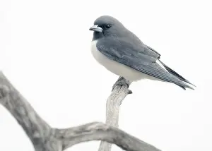 Kristian Bell Photography Prints: White-breasted woodswallow (Artamus leucorynchus) perched on a branch with high key look