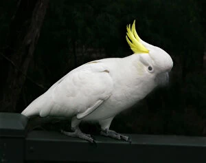 Images Dated 2008 January: White cockatoo