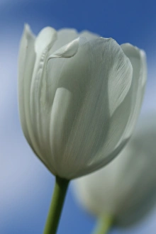 white flower in the sunshine showing off its beautiful smooth petals