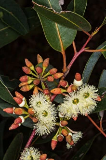 Images Dated 28th October 2017: White flowering Eucalyptus