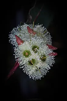 White flowering Eucalyptus
