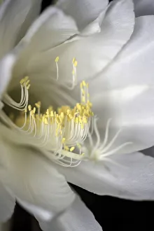 Photographers/robbie goodall photography/white flowering orchid cactus known queen night Photographers/robbie goodall photography/white flowering orchid cactus known queen night