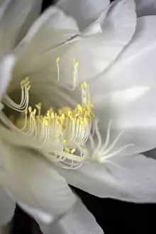 Images Dated 2022 March: White flowering Orchid Cactus also known as Queen of the night Cactus