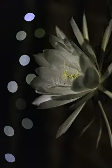 White flowering Orchid Cactus also known as Queen of the night Cactus