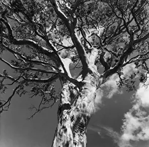 White Gum Tree