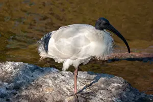 White ibis