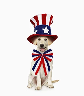 Images Dated 3rd July 2015: White Labrador Retriever wearing patriotic costume