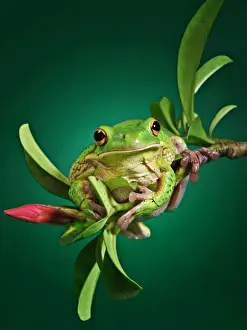 A White Lipped frog perching on the edge of a branch of Adenium plant