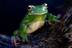 White lipped tree frog