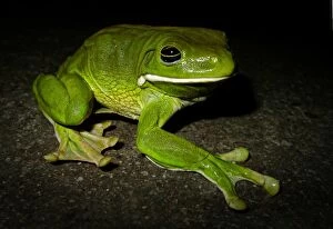 Frogs Collection: White-lipped Tree Frog (Litoria infrafrenata)