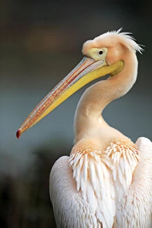 Naturfotografie & Sohns Wildlife Photography Collection: White pelican