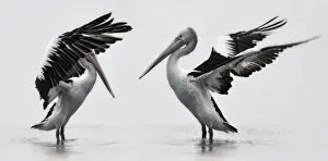 White Pelicans