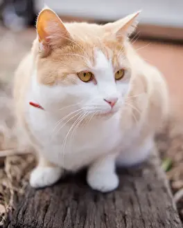 Cat Prints: White and reddish cat