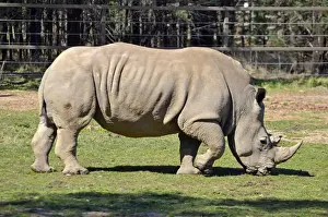Country NSW Prints: White Rhino