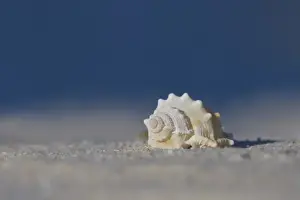 Seashell Prints: White seashell on beach