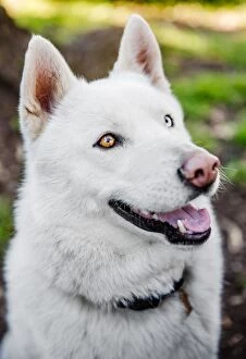 Images Dated 31st July 2014: White Siberian Husky dog portrait