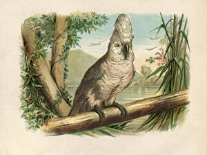 Images Dated 1st July 2016: White Umbrella Cockatoo bird engraving 1880