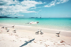 Images Dated 19th February 2018: Whitehaven Beach in Whitsunday island, Australia