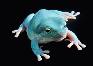 Frogs Collection: Whites Treefrog or Blue Frog in North & East Australia