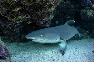 Prints of A Whitetip reef shark rests under a coral ledge on the Ningaloo Reef Discover the beauty and vulnerability of Australia's sharks: Whitetip reef shark under a coral ledge