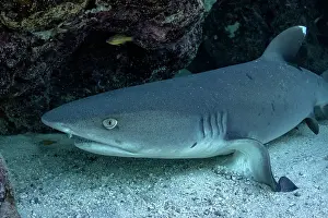 Prints of A Whitetip reef shark rests under a coral ledge on the Ningaloo Reef Discover the beauty and vulnerability of Australia's sharks: Whitetip reef shark under a coral ledge