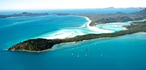 Tropical Tree Prints: Whitsunday Islands