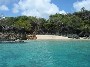 Tropical Tree Prints: Whitsundays