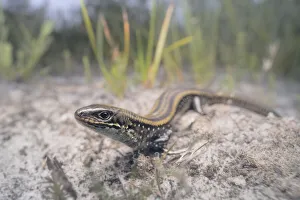 Wide-angle portrait of an Eastern mourning skink (Lissolepis coventryi) including coastal, sandy habitat Wide-angle portrait of an Eastern mourning skink (Lissolepis coventryi) including coastal, sandy habitat