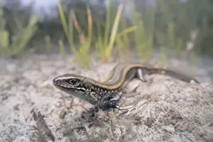 Kristian Bell Photography Prints: Wide-angle portrait of an Eastern mourning skink (Lissolepis coventryi) including coastal