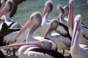 Pelican Collection: Wild adult Pelicans