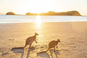 Two Wild Australian Kangaroo ( rock wallaby) on the beach at sunrise