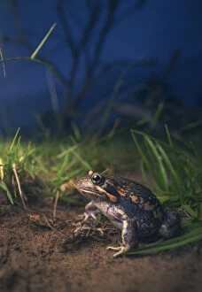 Kristian Bell Photography Collection: Wild banjo frog (Limnodynastes dumerilii), also known locally as pobblebonk
