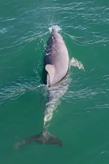 Wild Bottlenose dolphin (tursiops truncatus) - Mandurah canals, Western Australia