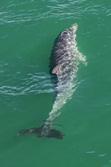 Prints of Wild Bottlenose dolphin (tursiops truncatus) - Mandurah canals, Western Australia Dolphins And Porpoise Prints: Wild Bottlenose dolphin (tursiops truncatus) - Mandurah canals, Western Australia