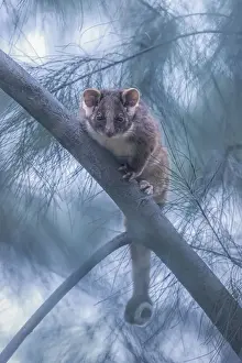 Closeup Prints: Wild common ringtail possum (Pseudocheirus peregrinus) on sheoak branch