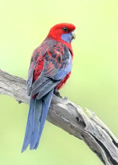 Kristian Bell Photography Prints: A wild crimson rosella (Platycercus elegans) perched on a branch with blurred background