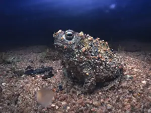 Creature Prints: Wild crucifix toad (Notaden bennettii) emerging from gravel substrate during rainy night