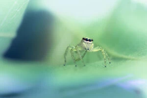 Kristian Bell Photography Collection: A wild Cytaea species of jumping spider on a leaf in tropical north Queensland, Australia