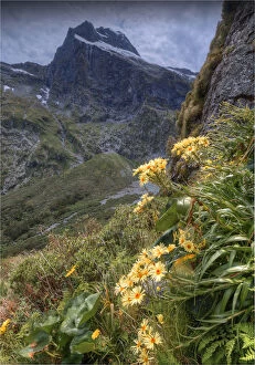 Images Dated 18th January 2014: Wild Daisies, Fjordland, South Island, New Zealand