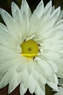 Flower And Plant Prints: Wild Daisy