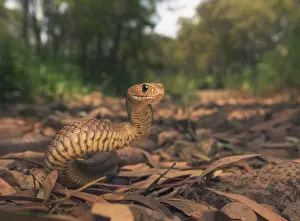 Venomous Prints: Wild eastern brown snake (Pseudonaja textilis) in Melbourne