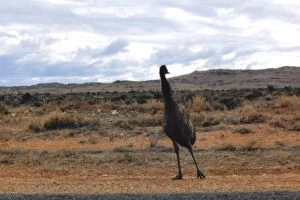 Images Dated 29th January 2015: Wild Emu, Australia
