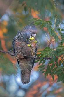 Kristian Bell Photography Collection: Wild female Gang gang cockatoo (Callocephalon fimbriatum) eating fruits from tree