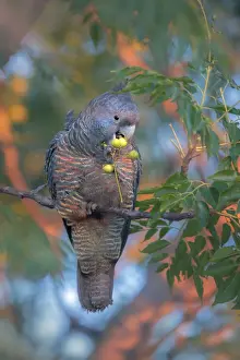Exotic Prints: Wild female Gang gang cockatoo (Callocephalon fimbriatum) eating fruits from tree